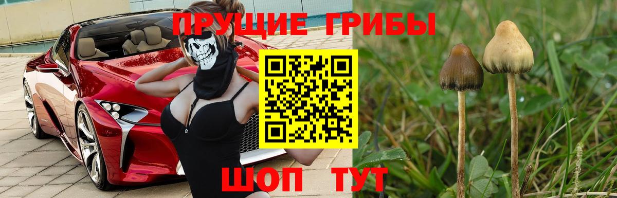 Галлюциногенные грибы GOLDEN TEACHER  Вход с VPN  Отрадное  Псилоцибиновые грибы MAGIC MUSHROOMS 
